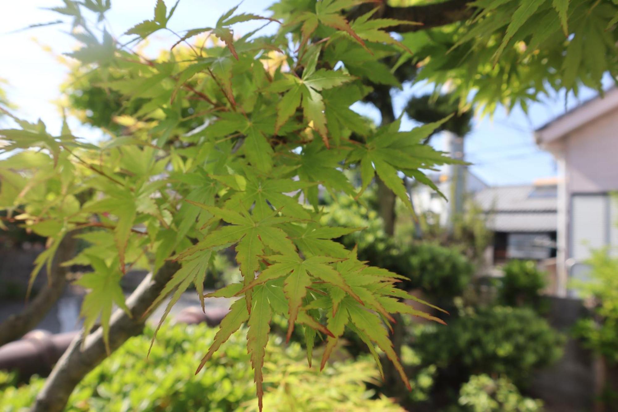 松山市 立花荘ヴィラ エクステリア 写真